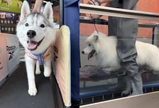 상하이에 '월 42만원' 반려동물 전용 헬스장 등장…1:1 수업 진행