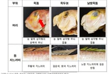 "내가 제주서 먹은 게 옥돔 아니고 옥두어?"…'눈밑' 완전히 달랐다