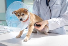 서울시, 취약계층 반려동물 의료비 지원