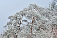 [내일 날씨] 전국에 흐리고 비 또는 눈…강원산지 최대 30㎝ 폭설