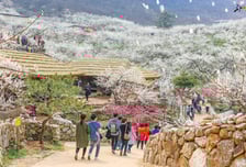 한반도 봄의 전령사, ‘광양’이 활짝 핀다....광양매화축제