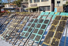 임금님도 감탄한 ‘김’의 뿌리를 찾아서