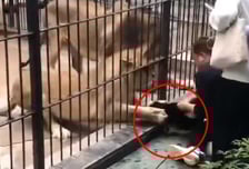 먹이 주려던 10살 소녀 '덥석'…중국 동물원서 사자 '돌변'[영상]