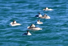 기상청 "'라니냐' 현상 완화…봄철 중립 전환 예상"