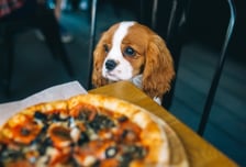 3월부터 '강아지 출입' 기대했는데…'애견동반' 식당들 "노펫존" 선언, 왜?