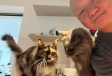 "고양이 밥 주고, 화장실 청소"...설 연휴에만 3400만원 벌었다