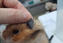 햄스터 진공청소기 흡입…학대 생중계 올린 30대 검찰 송치