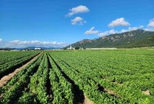 전라남도, 2026년 동·하계 전략작물직불금 신청 받는다