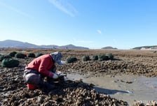 "12시간 일하고 월 23만원"…굴 양식장서 벌어진 노동착취 의혹