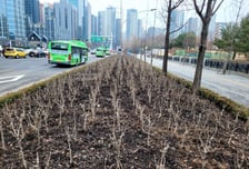 송파구, 도심 속 낙엽·수목 부산물 친환경 퇴비로 재사용한다