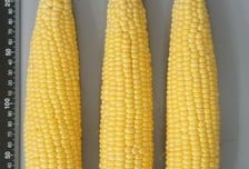 경북도, 초당옥수수 신품종 '청밀옥' 개발…품종보호 출원