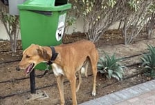 "안락사돼요?"...두바이 탈출 행렬, 반려동물은 나 몰라라