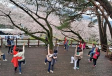 창원특례시 산림치유체험 '봄 벚꽃 니꺼데이~' 운영