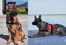 "사람 못 가는 곳까지"…구조견 '나이스', 15분 만에 실종자 찾아