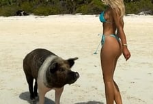 'NFL 남친도 이성 잃었다' 유명 링걸, 아찔한 '한뼘 비키니'... 해변서 '돼지'와 함께