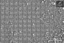 AI 칩에 인간 뇌 세포 붙였더니 전력 효율 '쑥"[월드콘]