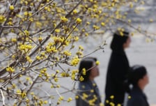 [오늘 날씨] 낮 최고 16도 '포근한 봄'…미세먼지 '나쁨'