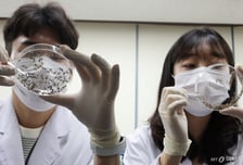 질병청, 남부 지방 '뇌염모기' 감시 시작