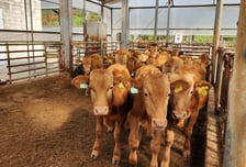 경기도, '2026 경기 한우 명품화'에 46억 투입