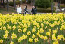 [내일 날씨] 아침엔 영하권 낮엔 봄바람…미세먼지 '나쁨'