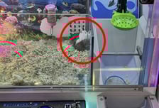 "인형인 줄 알았는데 꿈틀"...뽑기 기계 속 벌벌떠는 햄스터들