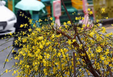 [내일 날씨] 전국 '봄비' 소식…출근길 우산 챙기세요