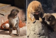 "여친 생겼어요"...인형과 놀던 '왕따' 원숭이 펀치, 친구 생겼다