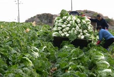 K콘텐츠 인기에 K농업도 잘나간다…수출 10% 늘면 3.7조 ↑