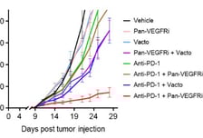 메드팩토 "백토서팁 대장암 삼제 병용 전임상서 완전관해율 33%"