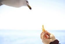 "내 딸 감자튀김을 낚아채?" 갈매기 목 잘랐다...미국 아빠 '실형'