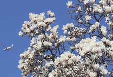 [오늘 날씨] 맑고 포근한 봄 날씨…"큰 일교차, 겉옷 챙기세요"