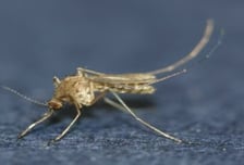 벌써 모기가…질병청, '일본뇌염 주의보' 발령