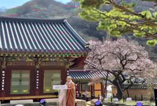 대한민국 '4대 매화' 백양사 고불매 개화 시작...28일 고불매 선매향 축제