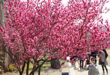 [오늘 날씨] 포근하고 건조한 봄…낮 최고 21도, 일교차 커