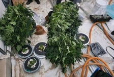 '매달 100만원' 나랏돈 받아 대마 키웠다…청년 농업인 들통