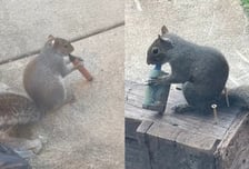 "인간이 미안해"...회색 다람쥐, 전자담배 입에 물고 '오물오물'