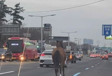 제주 왕복 6차로서 '말 달리자'…퇴근하던 운전자들 '깜짝'