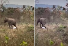[영상] 숲에서 만난 코끼리의 습격…뒷발로 사람 짓밟았다