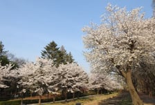 "올해 벚꽃 더 빨리 핀다"…경기도 이달 말쯤 부천 원미산 첫 개화
