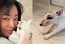 이혜영, 반려견 얼굴에 풀메이크업…"덕분에 즐거워" 학대 논란