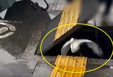 일본 여행 중 하수구 갇힌 백로 구한 한국인 가족…누리꾼 '감동'