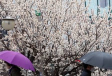 [내일 날씨] "우산 챙기세요"…전국 비·제주도엔 돌풍도