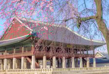 서울 꽃구경 명소는?…서울관광재단이 소개하는 '봄꽃 명소'