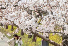 다음 주 벚꽃 '분홍 물결' 절정…변수는 봄비 소식, 만개와 겹칠 수도