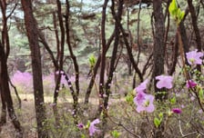 세종대왕릉 보고, 봄날 '인증샷'까지…2년 만에 문여는 진달래꽃길