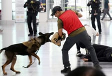 김해공항 뚫렸다…'실탄' 들고 비행기 탔다가 제주서 적발