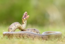 "흉몽이라더니 대박"…뱀에 물리는 꿈 꾼 다음날 복권 1등 당첨