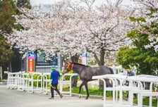렛츠런파크 부산경남 이달 경마…4주간 60개 시행