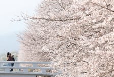 "벌써 벚꽃 엔딩?"...주말 전국에 봄비, 이 지역은 강풍 예고