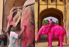 화보 촬영 위해 '분홍칠' 코끼리 사망…러 사진작가 "살해 협박받아"